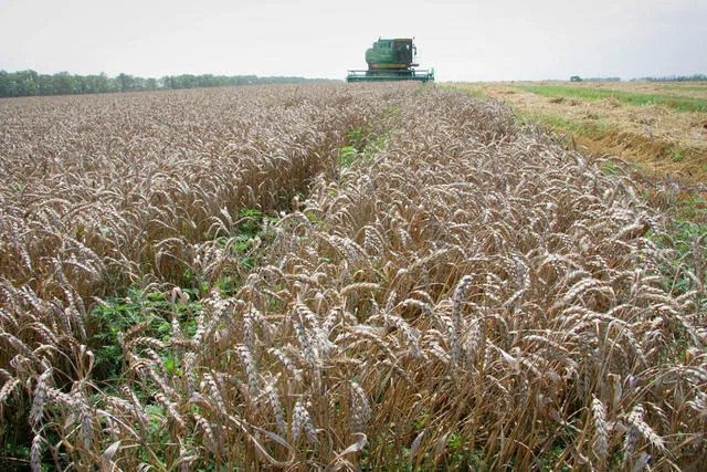 Сельхозпроизводителям разрешили выкупать зерно из интервенционного фонда