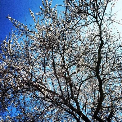 Весна у нас. 