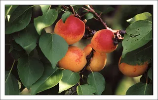 Не видать нам армянских абрикосов до самого июля...