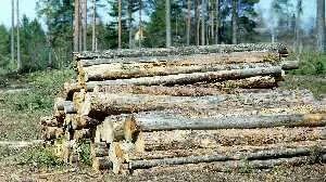 Кириллов обратился в Генпрокуратуру и МВД по поводу рубки деревьев в парке