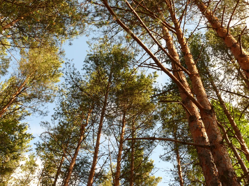 Мослесхоз нарушал закон при проведении лесных аукционов