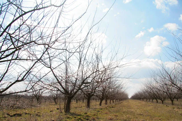 Садоводческое некоммерческое товарищество не может уплатить налоги наличными