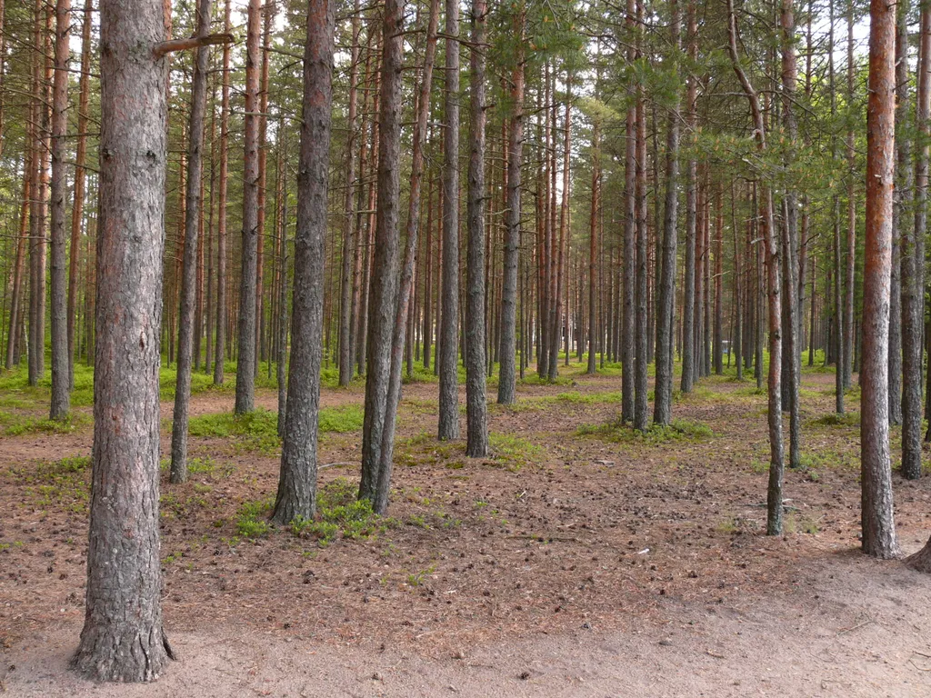 ФАС проиграла дело против Мослесхоза