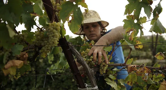 Минсельхоз разрабатывает порядок учета объема выращенного винограда