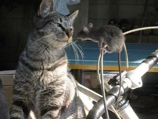 Ученые вывели мышь, не боящуюся кошек