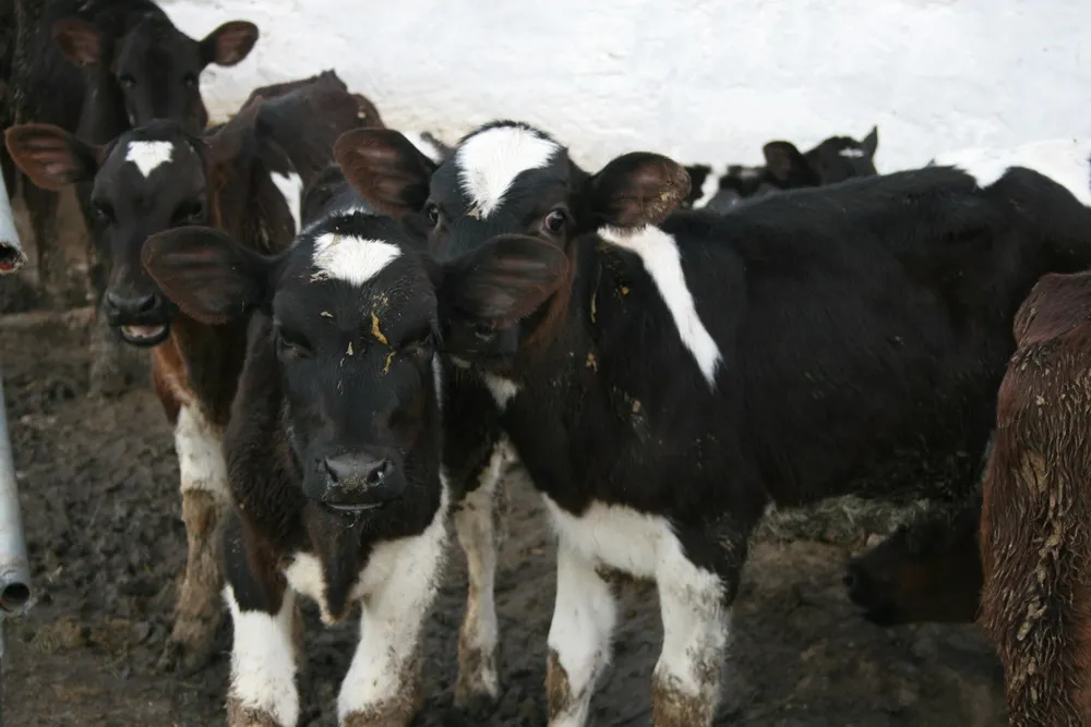 Россия ввела запрет на импорт живого скота из ЕС