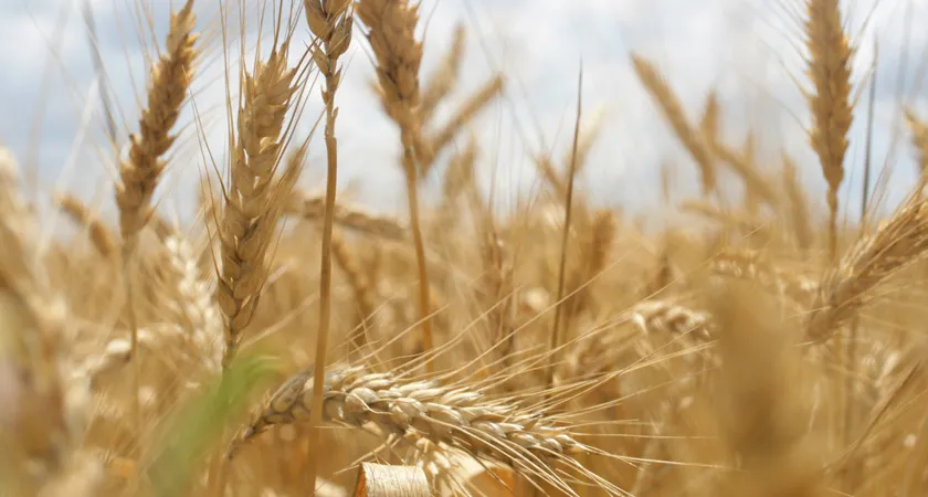 Россия увеличила экспорт зерновых на 18%