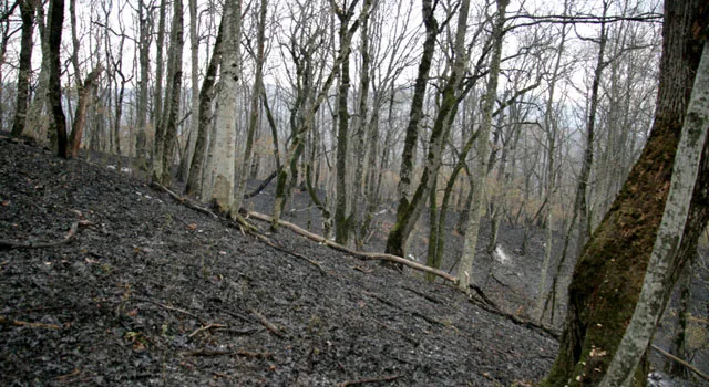 Военная прокуратура выявила массовые нарушения в сфере использования и охраны лесов