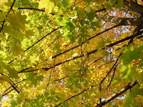 В России запретят экспорт круглого леса