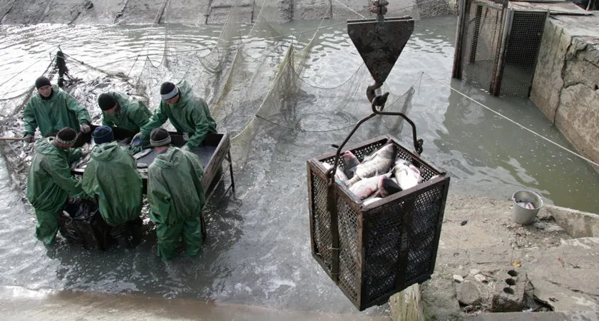 Прокуратура выявила многочисленные нарушения в рыбохозяйственной отрасли
