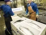 Норвежская рыба не может попасть в Россию