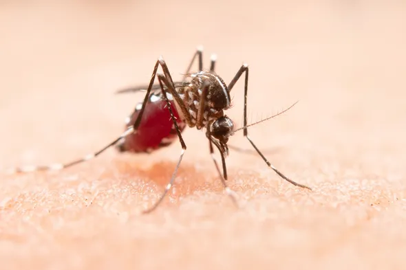 Что делать при укусах комаров? Помощь при укусах насекомых