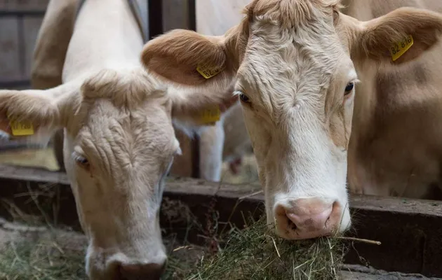Нормы и рационы кормления коров: как правильно кормить ваше стадо