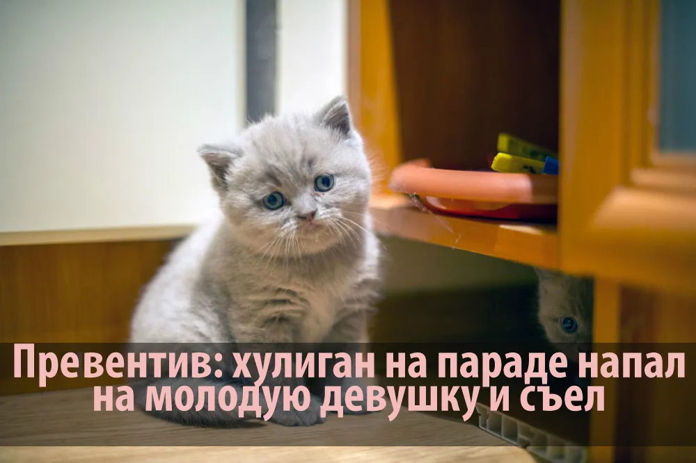 Ростовская полиция будет консультировать граждан от имени кота