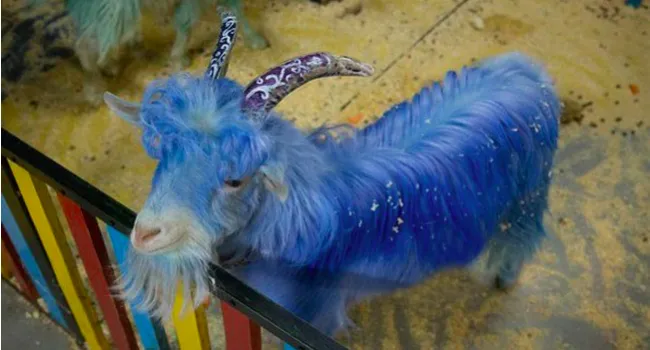В Челябинском зоопарке появились козлы синей и зеленой расцветки 
