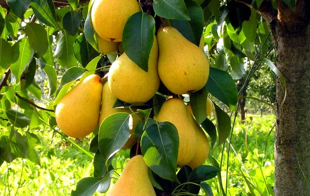 Монилиоз яблони и груши: симптомы, методы лечения и профилактика