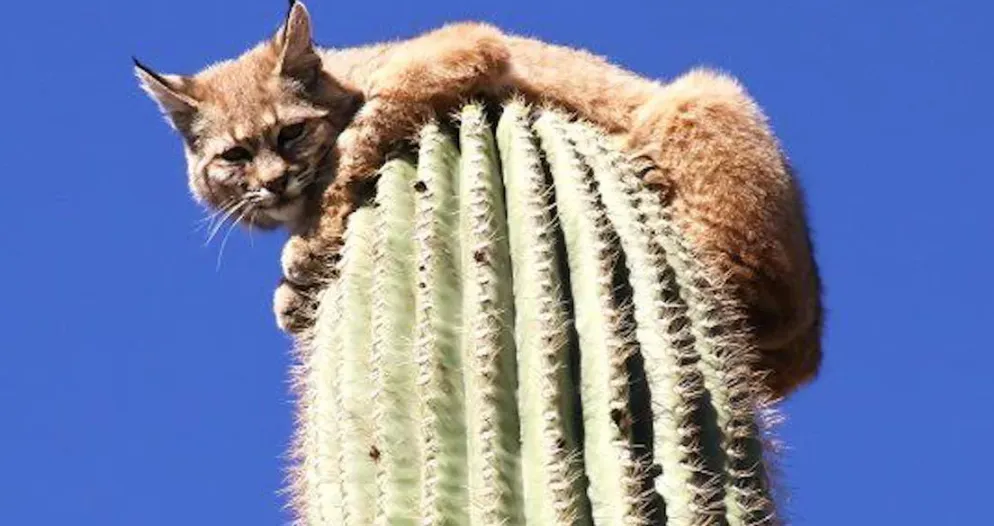 «Бумажный НДС»: и хочется, и колется, и государство не велит