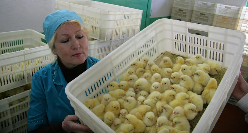 В Ростовской области утвержден порядок расходования субсидий предприятиями птицеводства
