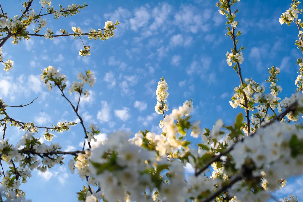 Фискалы в облаках