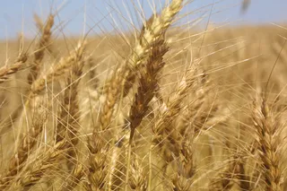 Продлены ставки пошлин на пшеницу, меслин и ячмень