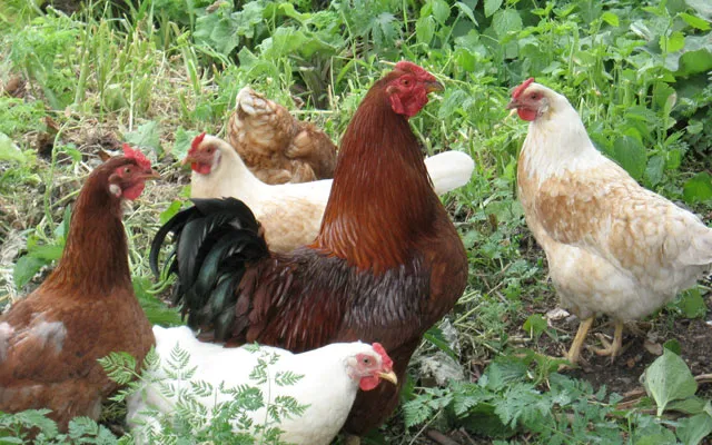 В России подорожает мясо птицы