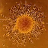 Разрешено финансирование исследований стволовых клеток