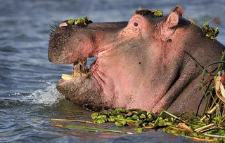 Церетели подарит Волгограду скульптуру бегемота