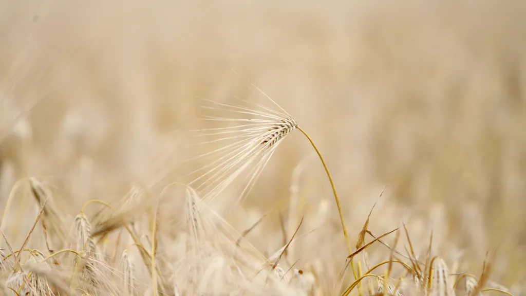 Валовый сбор зерна в России в текущем году составил 109,9 млн. тонн