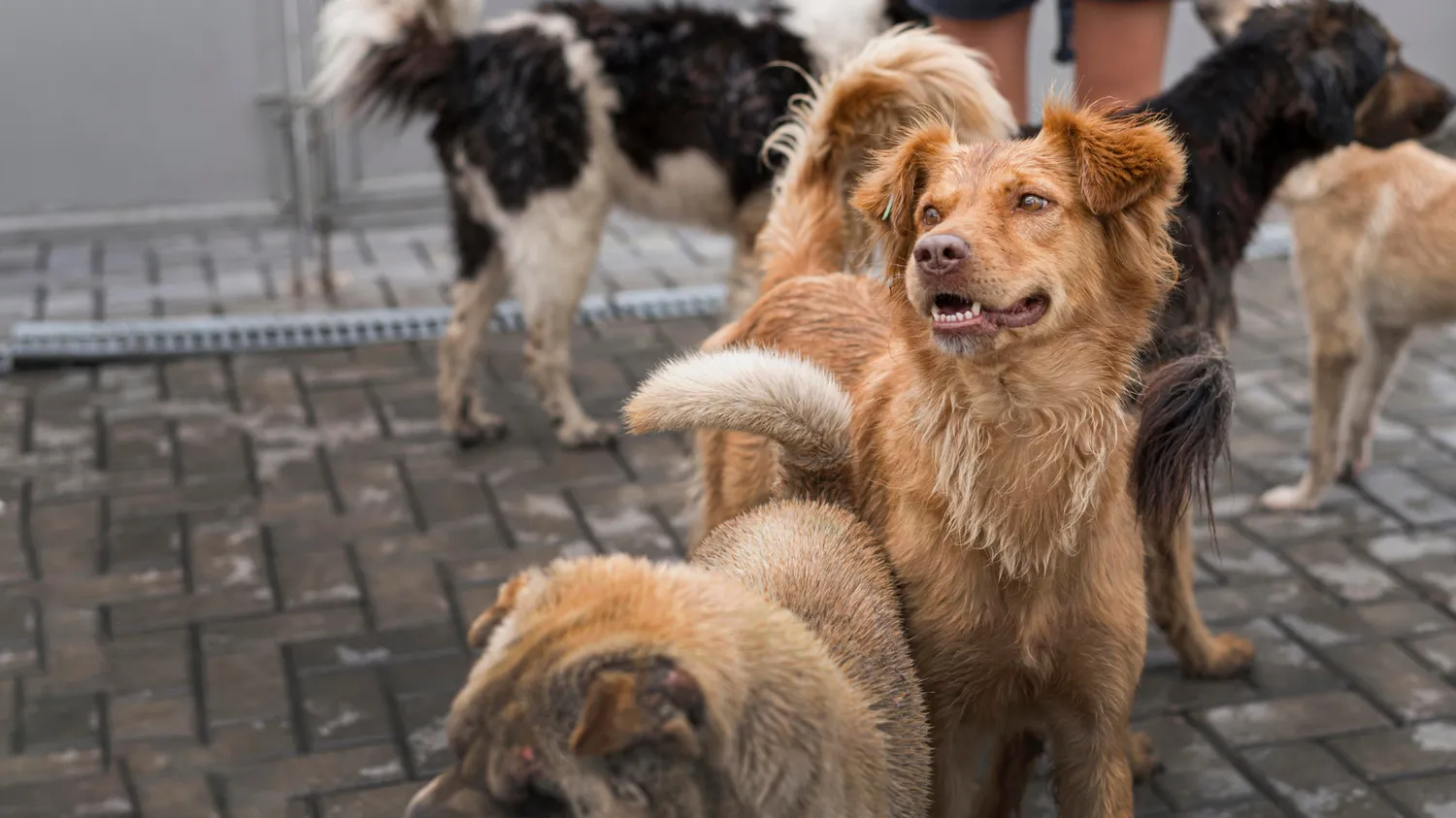 Москвичка, которая спасает бездомных собак, советует, как помочь животным - Афиша Daily