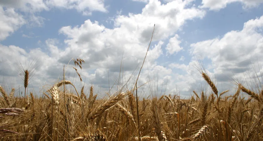 Запасы зерна в России выросли на 13,1% 