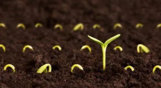 Нормы высева и расчёт норм посева семян важных сельскохозяйственных культур: правильные пропорции для успешного урожая