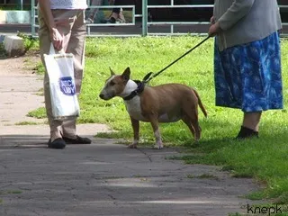 ПФР рекомендовали не платить пенсии живущим за границей