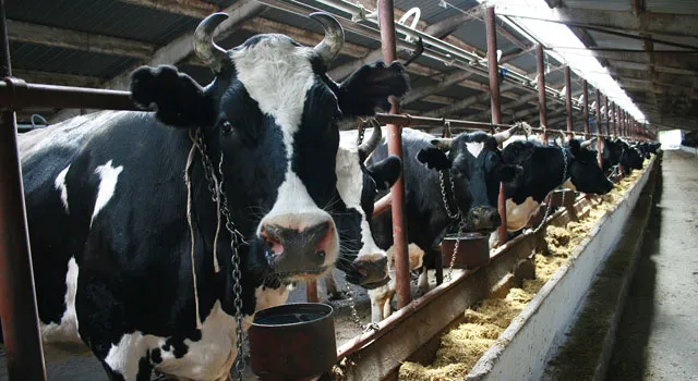 Россия временно запретила ввоз продукции животноводства из Румынии 