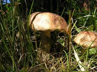 Онищенко предупреждает, грибы опасны для Вашего здоровья