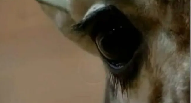 Живая мертвечина