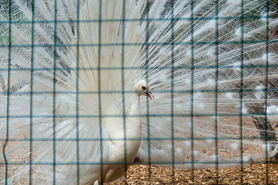 Незаконную перевозку редких видов животных признают административно наказуемым деянием