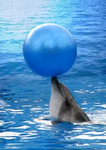 Символом сочинской олимпиады станет дельфин
