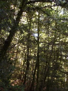 Пошлины на лес повысят по графику