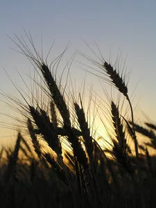 Новые пошлины на пшеницу и меслин