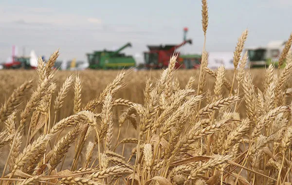 Правительство не будет ограничивать экспорт зерна в 2012 году 