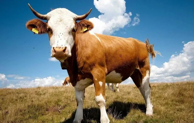 Зачем бычкам нужен полноценный кормовой рацион при откорме - важность правильного питания