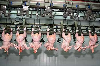 РФ запретит ввоз мяса птицы из США