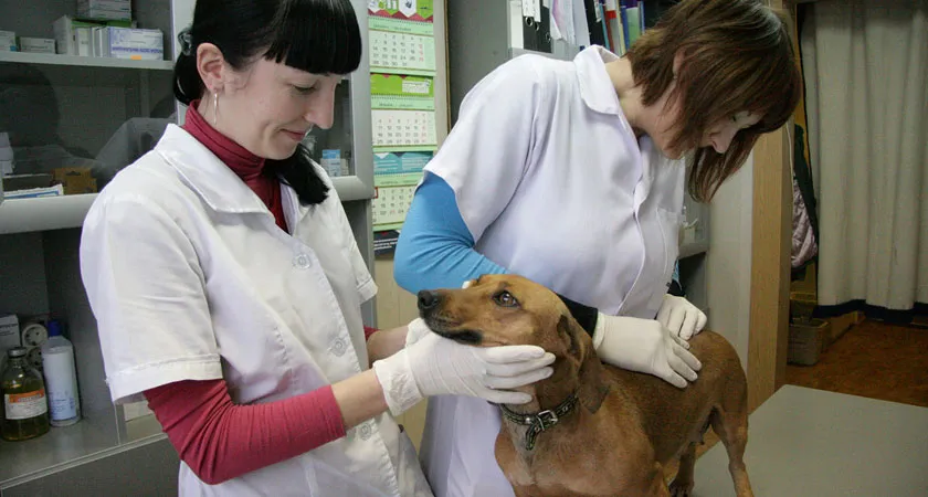 Ветеринарные услуги, оказанные по договору с юрлицом, подпадают под налогообложение ЕНВД 