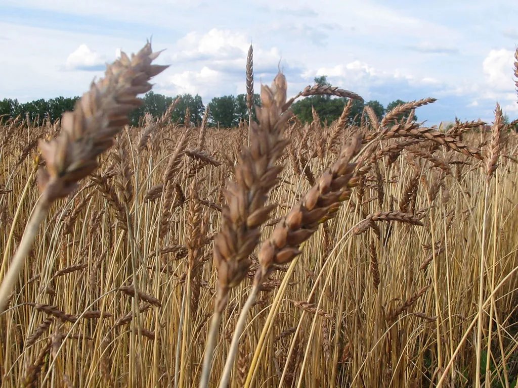 Россия снимает заградительные пошлины на экспорт пшеницы и ячменя