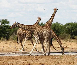 Россия списала Африке долгов на $16 млрд