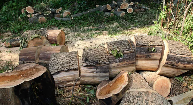Государство планирует контролировать вывоз древесины из мест ее заготовки