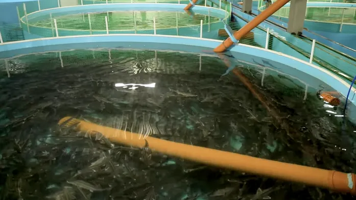 3 самые невыгодные рыбы для разведения.