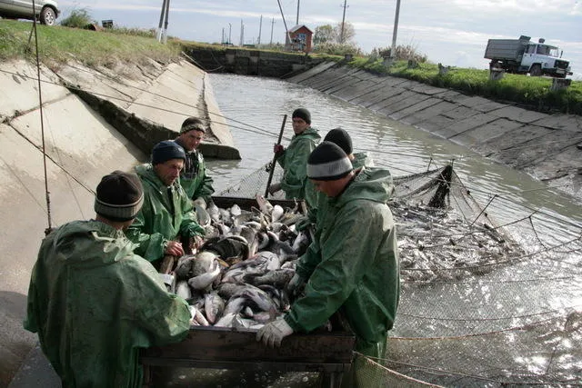 Россия обнулит ставку ввозной пошлины на икру и мальков лососевых рыб 