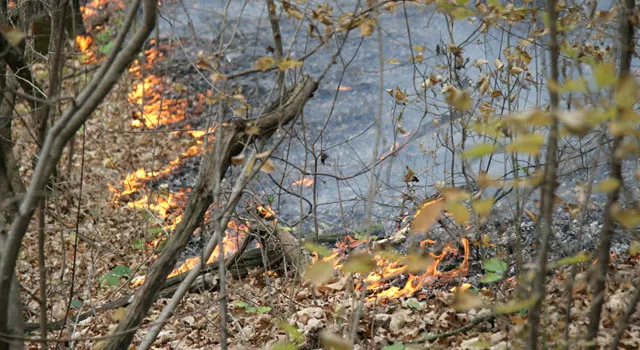 Амурских пожарных подозревают в умышленном поджоге леса