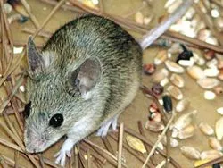На Кипре открыли мышь, доселе неизвестную науке